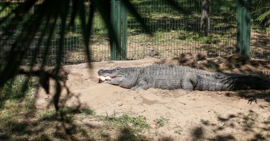 The alligator prepares for winter with a special high-protein diet, Bursa Zoo, Türkiye, Sept. 25, 2024. (AA Photo)