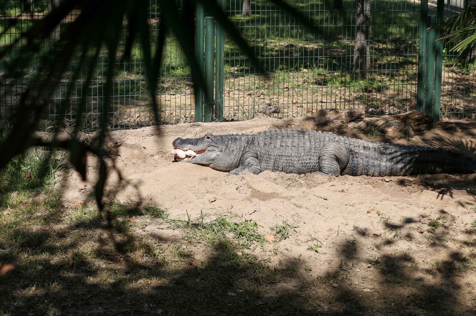 The alligator prepares for winter with a special high-protein diet, Bursa Zoo, Türkiye, Sept. 25, 2024. (AA Photo)