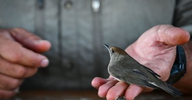 Scientific Coordinator of the Antikythera Bird Observatory, Christos Barboutis, holds a Blackcap (Sylvia atricapilla) on the small island of Antikythera on Sept. 17, 2024. (AFP Photo)