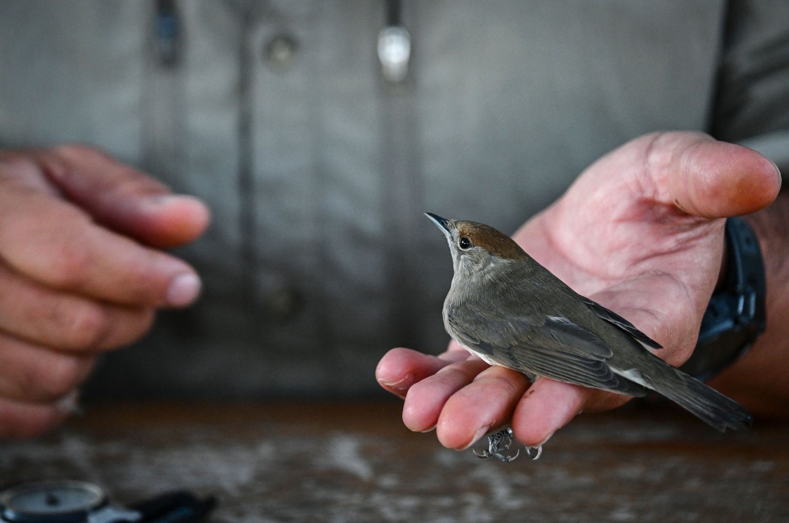 Scientific Coordinator of the Antikythera Bird Observatory, Christos Barboutis, holds a Blackcap (Sylvia atricapilla) on the small island of Antikythera on Sept. 17, 2024. (AFP Photo)