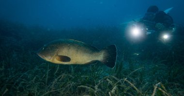 A diver conducts underwater conservation efforts for endangered grouper fish off Karaburun, İzmir, western Türkiye, Sept. 29, 2024. (AA Photo)
