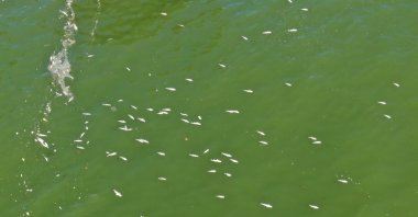 An aerial view shows the color change and the dead fish of Izmir Bay, Türkiye, Sept. 29, 2024. (IHA Photo)