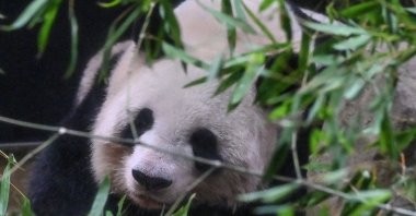 Shin Shin relaxes in her enclosure on the last day of viewing before she and another panda, Ri Ri, are sent back to China after 13 years at Tokyo&#039;s Ueno Zoo on Sept. 28, 2024. (AFP Photo)