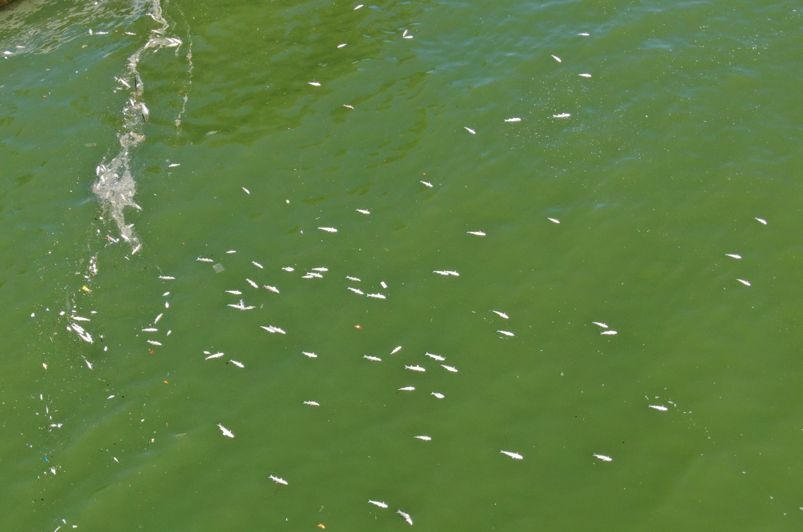 An aerial view shows the color change and the dead fish of Izmir Bay, Türkiye, Sept. 29, 2024. (IHA Photo)