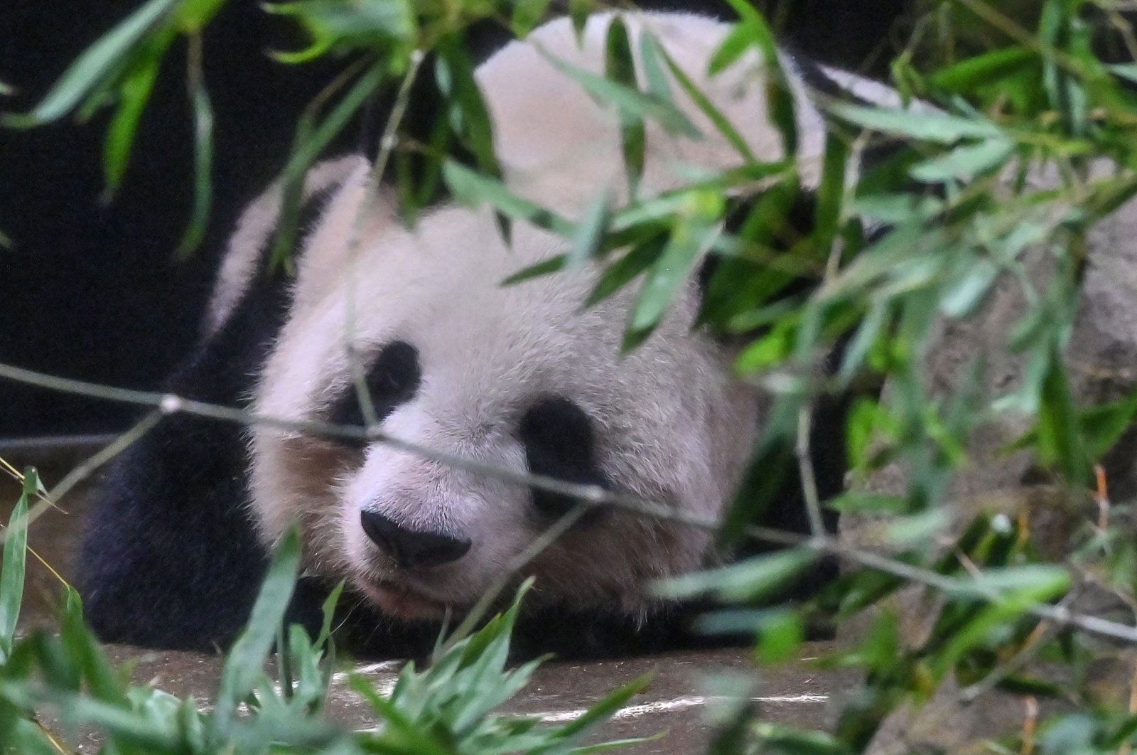 Shin Shin relaxes in her enclosure on the last day of viewing before she and another panda, Ri Ri, are sent back to China after 13 years at Tokyo&#039;s Ueno Zoo on Sept. 28, 2024. (AFP Photo)