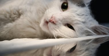 Lokum the cat has started to recover after receiving two doses of stem cell therapy administered two weeks apart, Istanbul, Türkiye, Sept. 17, 2024. (AA Photo)
