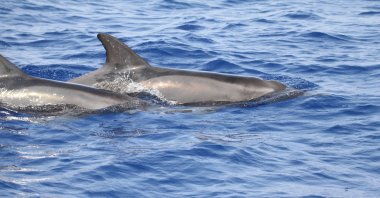 A non-native dolphin species surfaces in Türkiye’s waters for the first time, Antalya, Türkiye, Oct. 1, 2024. (DHA Photo)