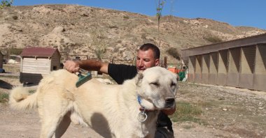 Hüseyin Yıldız, an expert Kangal dog breeder, brushes the fur of a Kangal dog, Sivas, Türkiye, Oct. 1, 2024. (IHA Photo)
