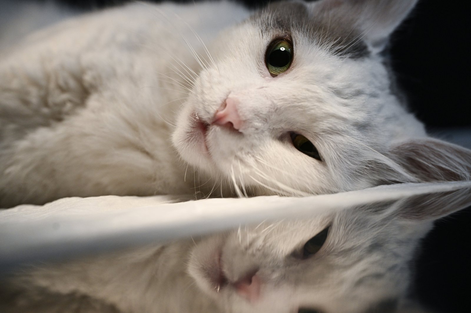 Lokum the cat has started to recover after receiving two doses of stem cell therapy administered two weeks apart, Istanbul, Türkiye, Sept. 17, 2024. (AA Photo)