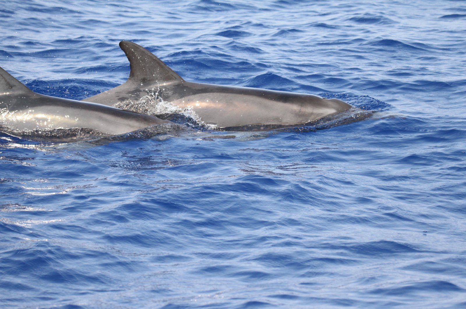 A non-native dolphin species surfaces in Türkiye’s waters for the first time, Antalya, Türkiye, Oct. 1, 2024. (DHA Photo)