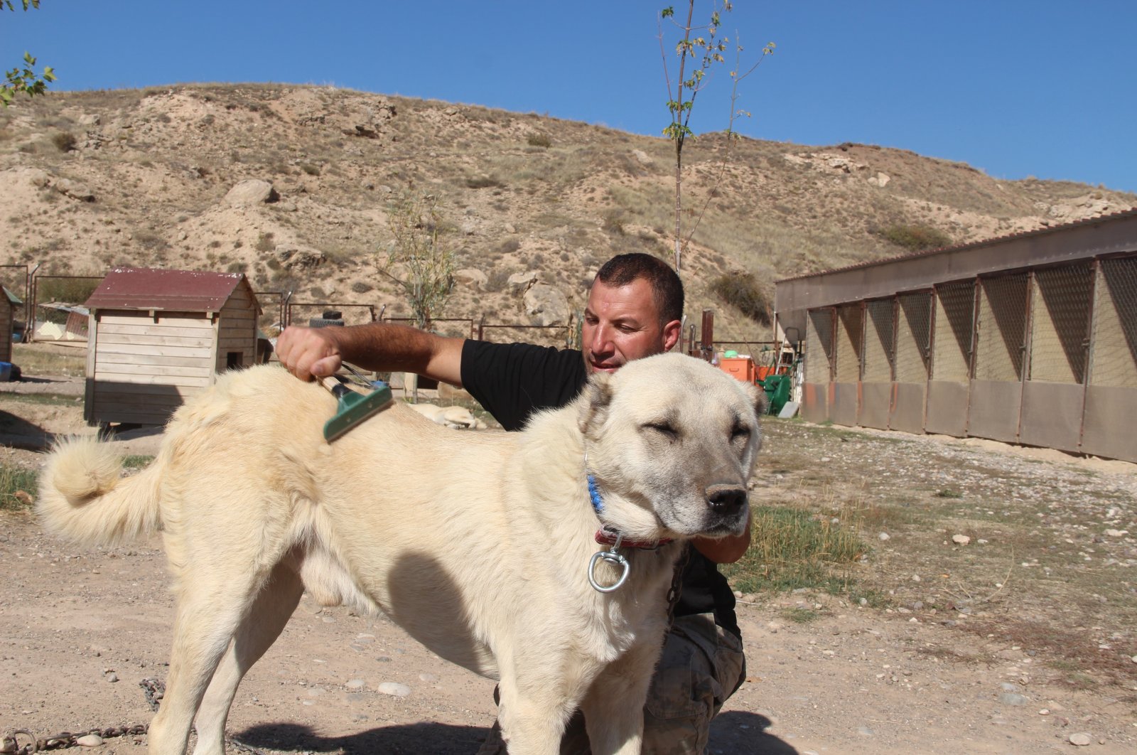 Hüseyin Yıldız, an expert Kangal dog breeder, brushes the fur of a Kangal dog, Sivas, Türkiye, Oct. 1, 2024. (IHA Photo)