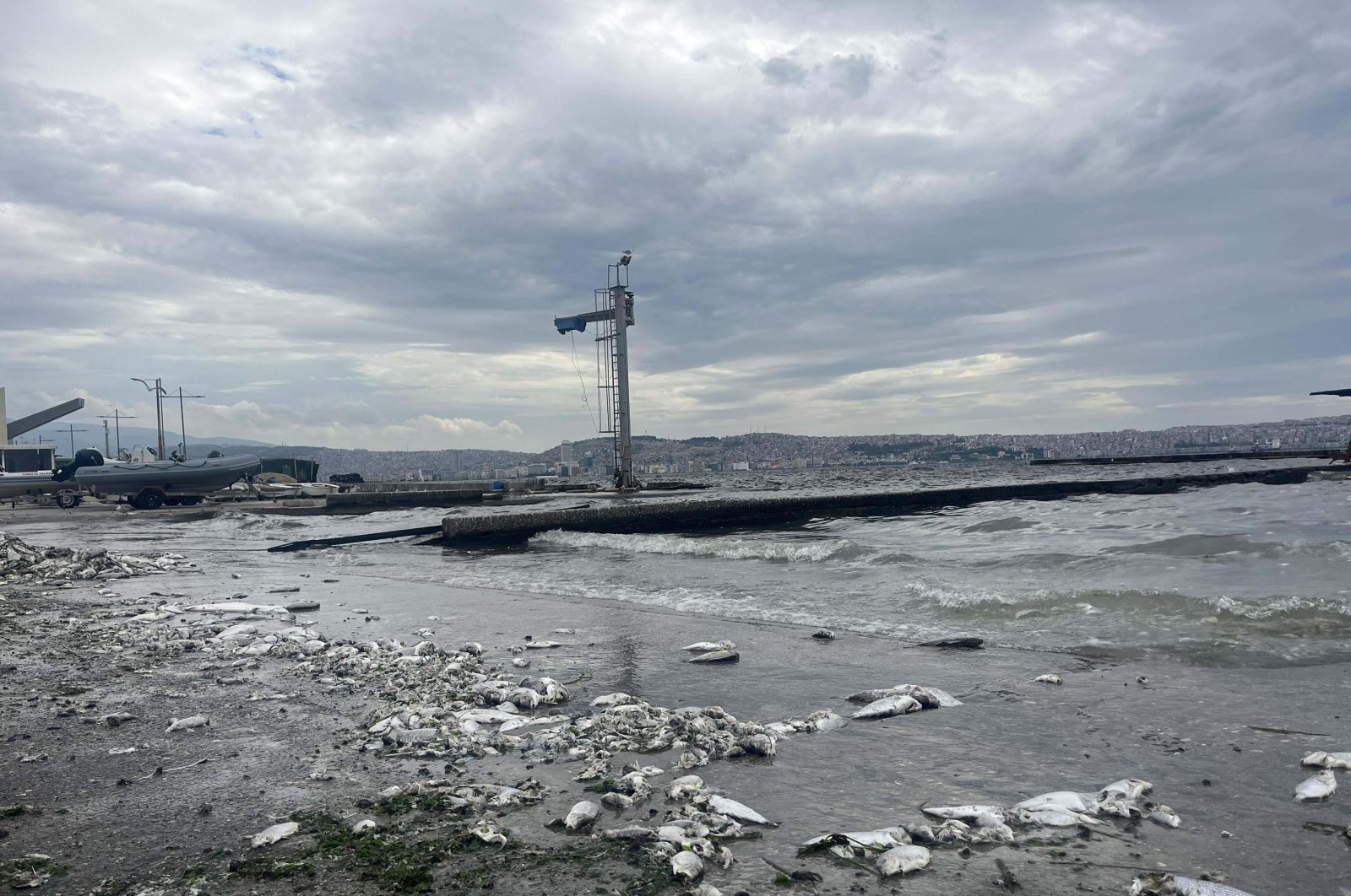 Dead fish are scattered across the shore of Izmir Bay as pollution and foul odors continue, Izmir, Türkiye, Oct. 1, 2024. (DHA Photo)