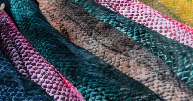 Colorful fish skins that will be used for the production of earrings and key rings by the female workers of the "Piel Marina" ("Marine Skin") cooperative at Costa de Pajaros beach, Puntarenas, Costa Rica, Sept. 19, 2024. (AFP Photo)