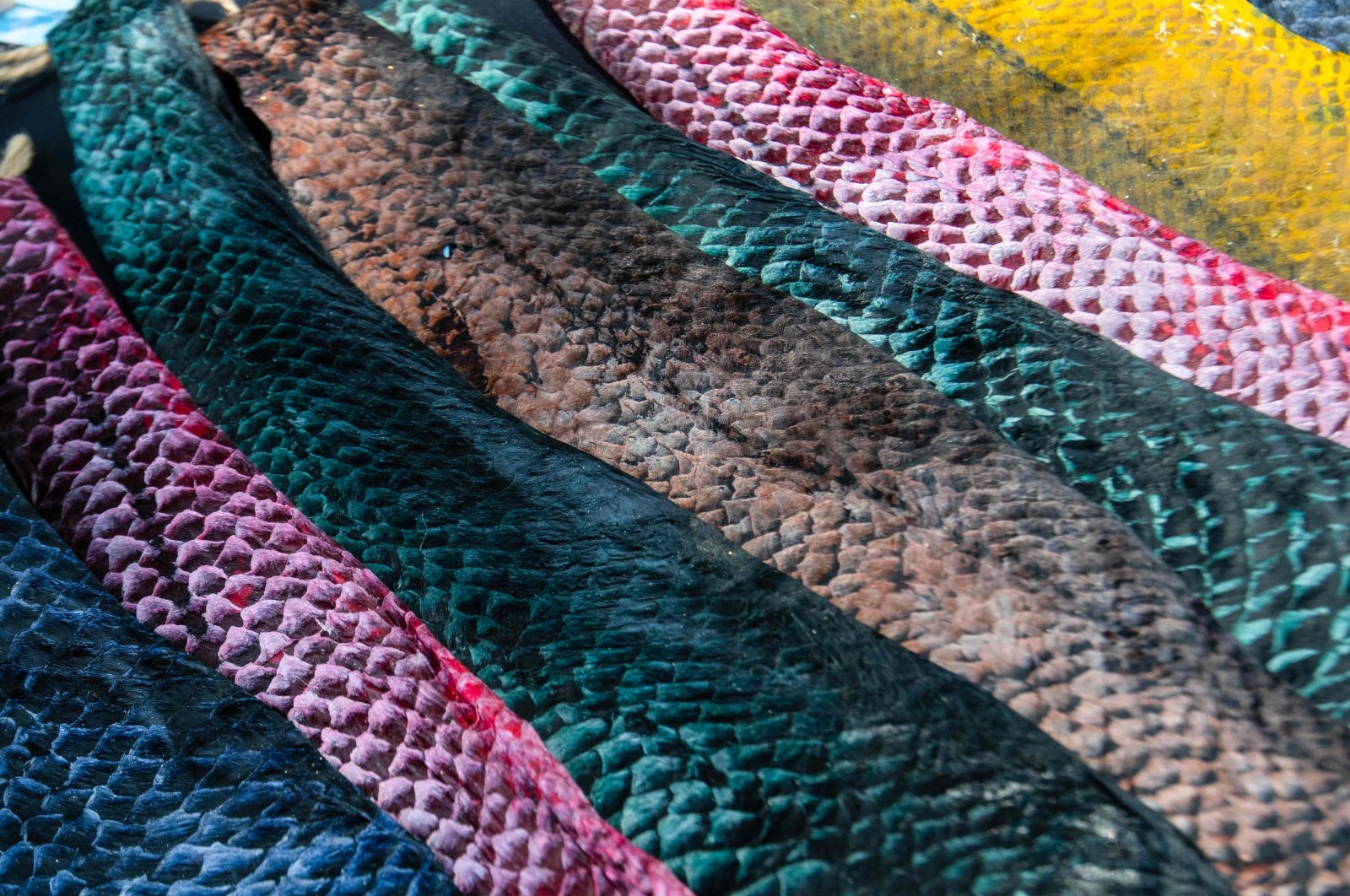 Colorful fish skins that will be used for the production of earrings and key rings by the female workers of the "Piel Marina" ("Marine Skin") cooperative at Costa de Pajaros beach, Puntarenas, Costa Rica, Sept. 19, 2024. (AFP Photo)