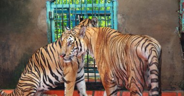 Tigers rest in a cage at a tiger farm in southern Binh Duong province, Vietnam, July 4, 2012. (AP File Photo)