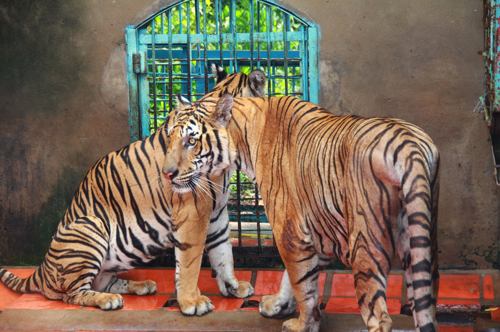 Tigers rest in a cage at a tiger farm in southern Binh Duong province, Vietnam, July 4, 2012. (AP File Photo)