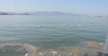 Dead fish float in the discolored water of Izmir Bay, Izmir, Türkiye, Sept. 17, 2024. (DHA Photo)