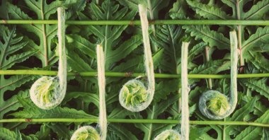 Playing a monotonous sound stimulates the activity of a fungus that promotes plant growth, raising the potential for playing music to be good for crops and gardens. (Getty Images)