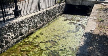 Algae caused by pollution floats in a stream, Bodrum, Muğla, Oct. 8, 2024. (DHA Photo)