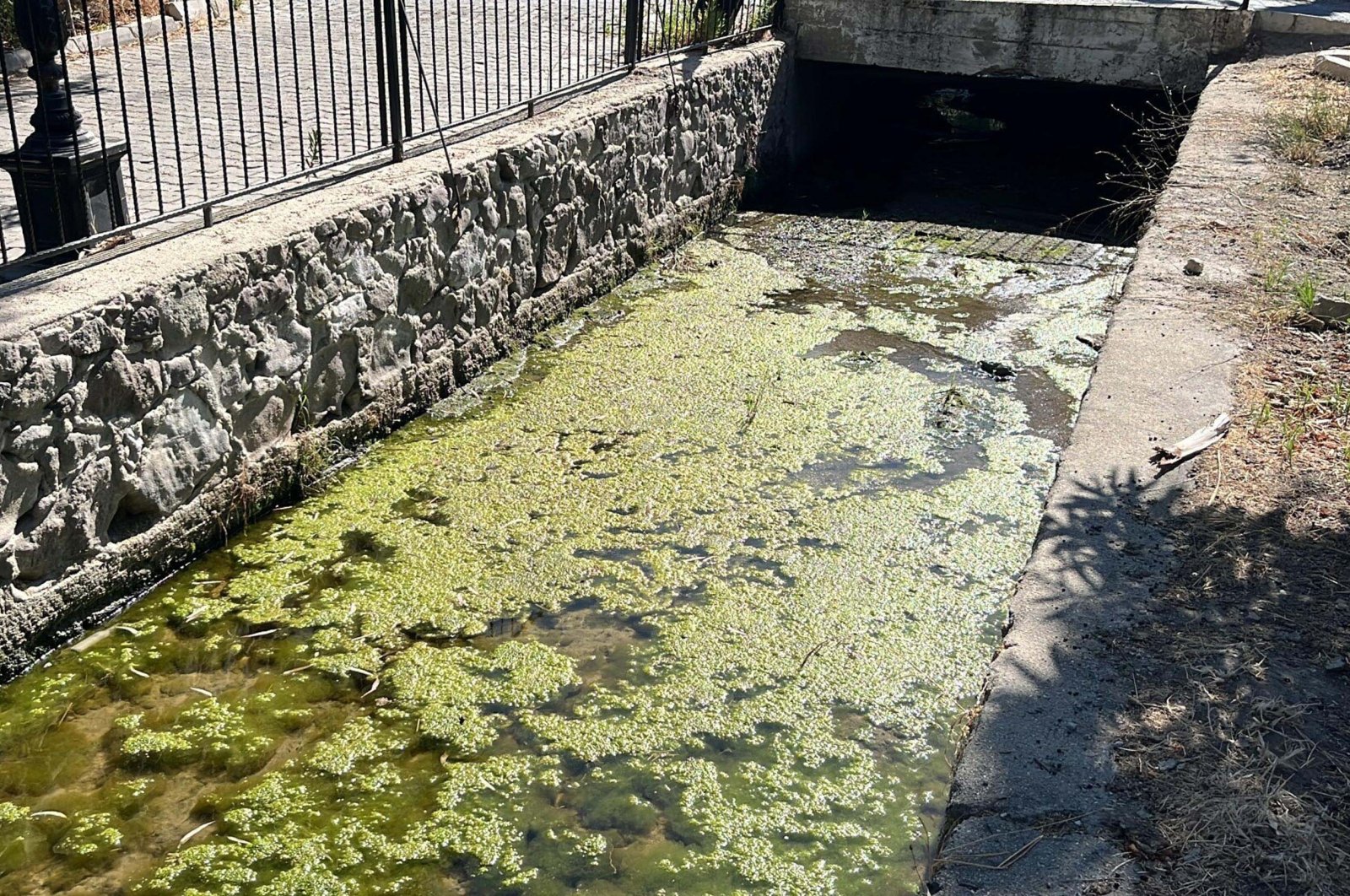 Algae caused by pollution floats in a stream, Bodrum, Muğla, Oct. 8, 2024. (DHA Photo)