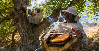 The Semo brothers collect rare and sought-after wild honey on a tree in a rural area in Van, eastern Türkiye, Oct. 10, 2024. (AA Photo)