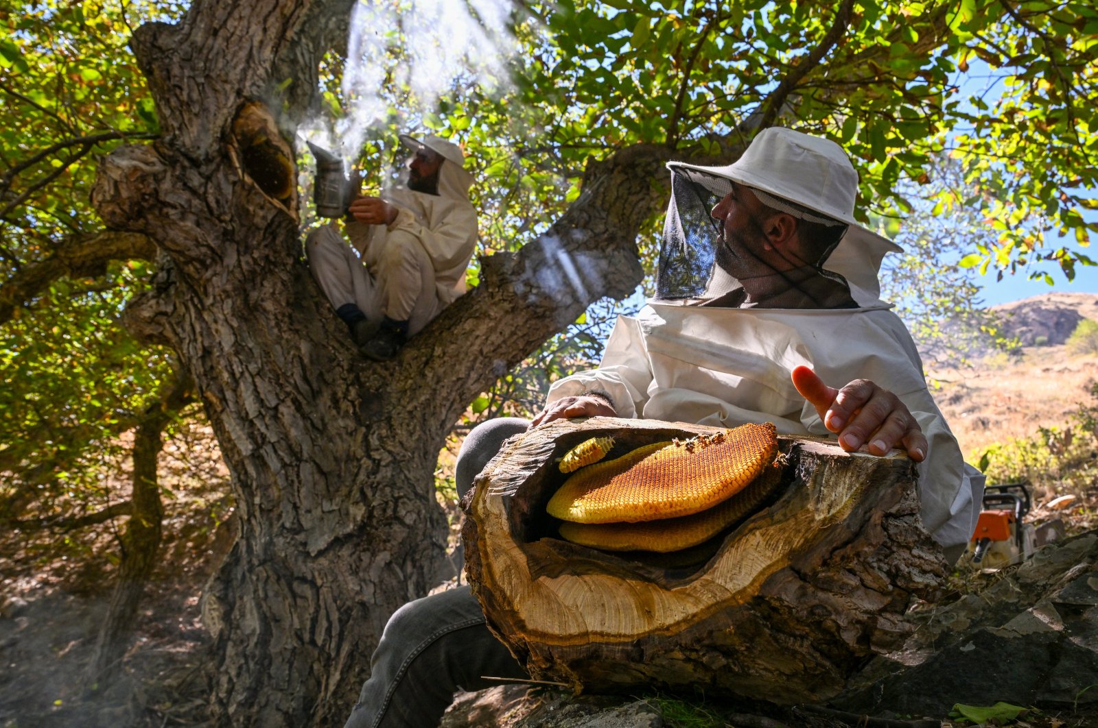 The Semo brothers collect rare and sought-after wild honey on a tree in a rural area in Van, eastern Türkiye, Oct. 10, 2024. (AA Photo)