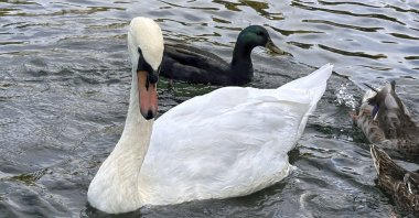 A mute swan swims with ducks in Manlius Swan Pond, Manlius, N.Y., U.S., Sept. 17, 2024. (AP Photo)