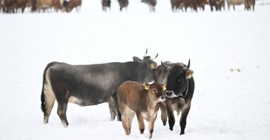 Cows stand in fresh snow during a cattle drive near Leutasch, Austria, Sept. 14, 2024. (Reuters Photo)
