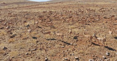 Protected gazelles roam in the outskirts of a mountain, Şanlıurfa, southeastern Türkiye, Oct. 10, 2024. (AA Photo)