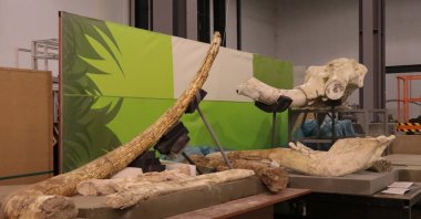 Fossils found during excavations at Yamula Dam in Kayseri, Türkiye, Oct. 3, 2024. (AA Photo)