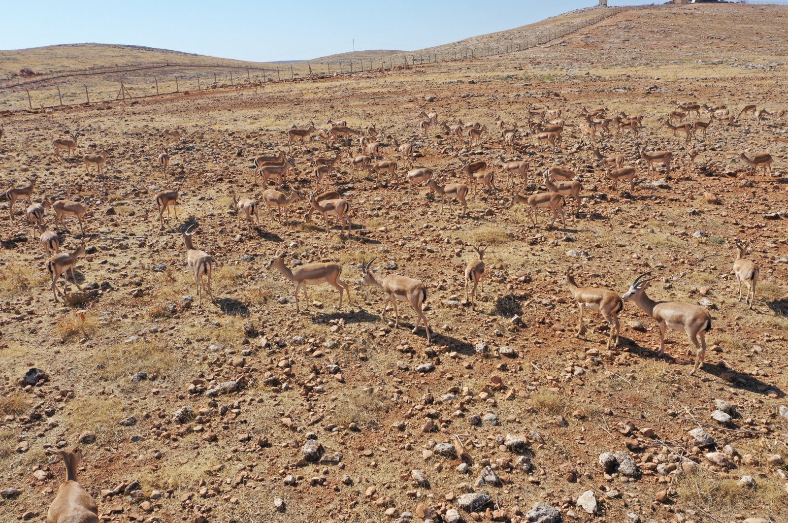 Protected gazelles roam in the outskirts of a mountain, Şanlıurfa, southeastern Türkiye, Oct. 10, 2024. (AA Photo)