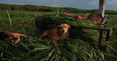 A dog named &quot;Captain&quot; lays on top of recently cut grass in Finca Favorito, Cuba, June 19, 2024. (Reuters Photo)