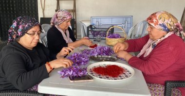 Women diligently work on saffron flowers, Safranbolu, Türkiye, Oct. 13, 2024. (DHA Photo)