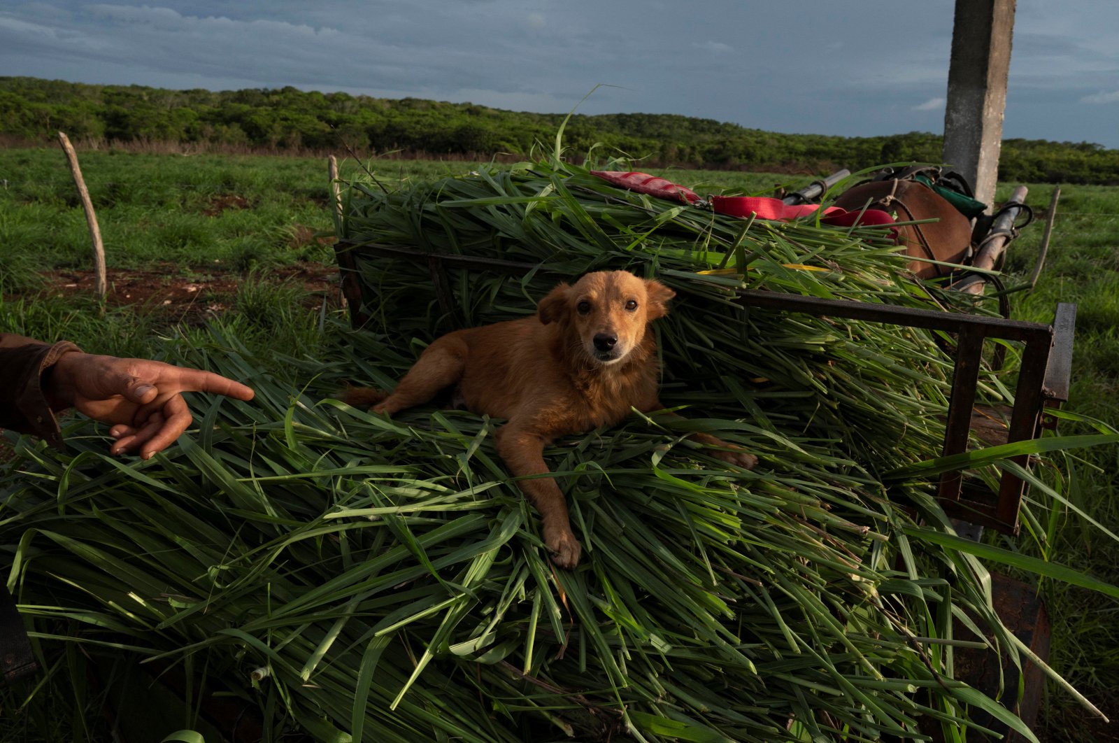 A dog named &quot;Captain&quot; lays on top of recently cut grass in Finca Favorito, Cuba, June 19, 2024. (Reuters Photo)