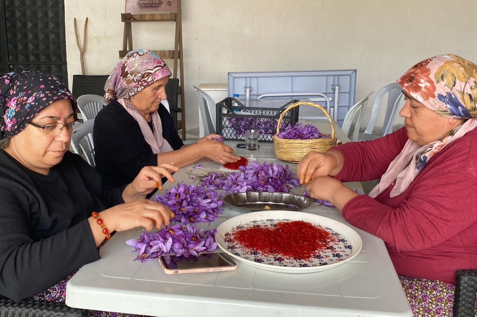 Kuzey Türkiye Safranbolu’da safran çiçekleri dikkat çekiyor