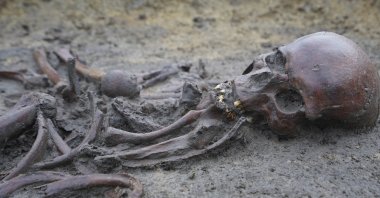 Skeletons and skulls sit in graves at an excavation site of a 10th-century Viking burial ground, Aasum, Denmark, Oct. 7, 2024. (AP Photo)