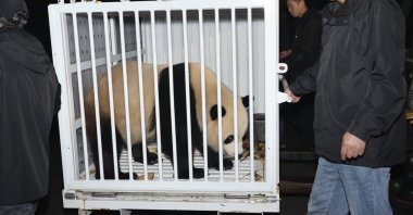Male giant panda Qing Bao is prepared for transport from the Dujiangyan Base of the China Conservation and Research Center for the Giant Panda in southwestern Sichuan province, China, Oct. 14, 2024. (AP Photo)