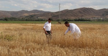 Turkish scientists inspect crops of wheat in a field in central Sivas province, Türkiye, Sept. 24, 2024. (IHA Photo)