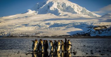 A handout photo by the Australian Antarctic Division shows a waddle of King penguins standing on the shores of Corinthian Bay in the Australian territory of Heard Island in the Southern Ocean, Nov. 21, 2012. (AFP Photo)