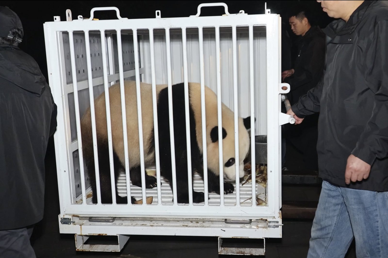 Male giant panda Qing Bao is prepared for transport from the Dujiangyan Base of the China Conservation and Research Center for the Giant Panda in southwestern Sichuan province, China, Oct. 14, 2024. (AP Photo)