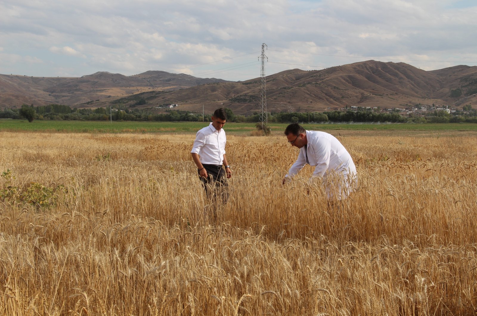 Turkish scientists inspect crops of wheat in a field in central Sivas province, Türkiye, Sept. 24, 2024. (IHA Photo)