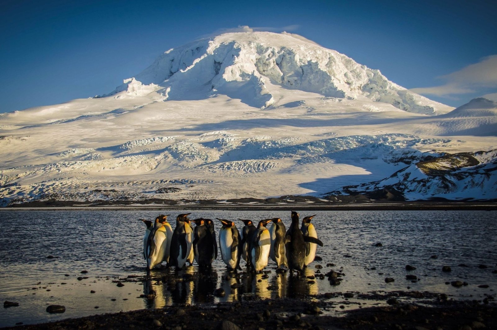 A handout photo by the Australian Antarctic Division shows a waddle of King penguins standing on the shores of Corinthian Bay in the Australian territory of Heard Island in the Southern Ocean, Nov. 21, 2012. (AFP Photo)