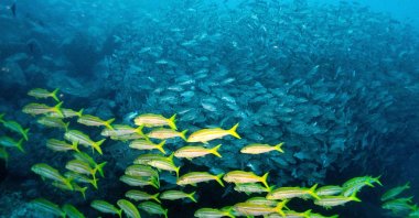 A school of fish is seen at the Sanctuary of Fauna and Flora Malpelo, a UNESCO World Heritage Site, on the island of Malpelo in the Colombian Pacific, Colombia, Sept. 8, 2024. (AFP Photo)