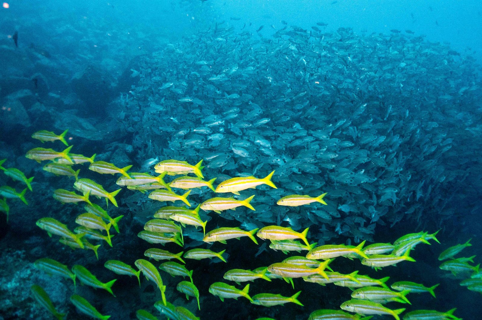 A school of fish is seen at the Sanctuary of Fauna and Flora Malpelo, a UNESCO World Heritage Site, on the island of Malpelo in the Colombian Pacific, Colombia, Sept. 8, 2024. (AFP Photo)