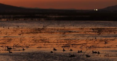 Ducks float in the water at the Tule Lake National Wildlife Refuge, Tulelake, California, U.S., Oct. 2, 2024. (AFP Photo)