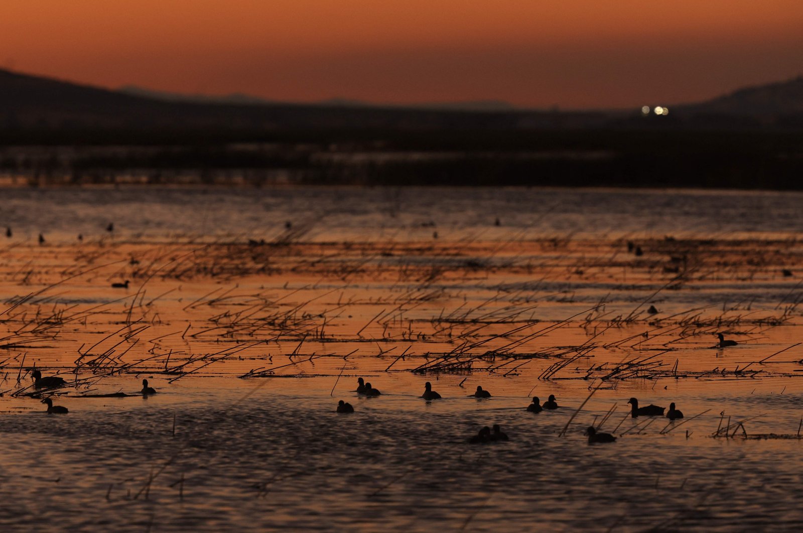 Ducks float in the water at the Tule Lake National Wildlife Refuge, Tulelake, California, U.S., Oct. 2, 2024. (AFP Photo)