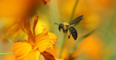 A bee flies over a cosmos flower at a park in Seoul, South Korea, Sept. 23, 2024. (Reuters Photo)