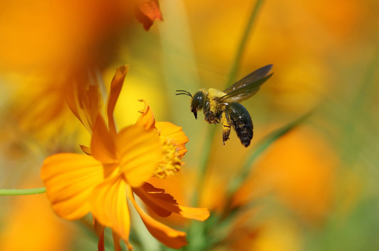 A bee flies over a cosmos flower at a park in Seoul, South Korea, Sept. 23, 2024. (Reuters Photo)