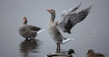 A pink-footed goose spreads its wings as thousands come to roost at Martin Mere Wetland Centre, Buscough, U.K., Oct. 16, 2024. (EPA Photo)