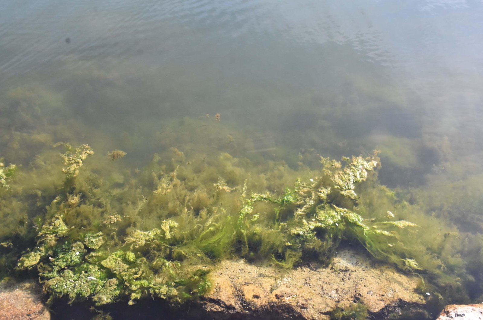 Some areas near Bostanlı beach have turned green due to increased nitrogen and phosphorus levels in the water, Izmir, Türkiye, Oct. 20, 2024. (DHA Photo)